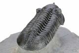 Morocconites Trilobite Fossil - Ofaten, Morocco #291846-5